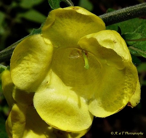 {Aureolaria virginica}